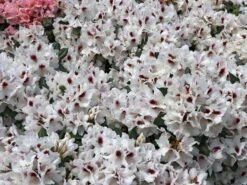 Rhododendron 'Hachmann's Picobello' ® -Günstiges Erd Seele Geschäft rhododendron hachmanns picobello m003044 w 6