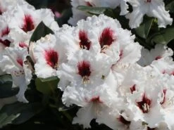 Rhododendron 'Hachmann's Picobello' ® -Günstiges Erd Seele Geschäft rhododendron hachmanns picobello m003044 w 7