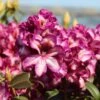 Rhododendron 'Hans Hachmann' ® -Günstiges Erd Seele Geschäft rhododendron hans hachmann m094724 h 0