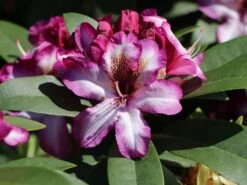 Rhododendron 'Hans Hachmann' ® -Günstiges Erd Seele Geschäft rhododendron hans hachmann m094724 w 0