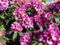 Rhododendron 'Hans Hachmann' ® -Günstiges Erd Seele Geschäft rhododendron hans hachmann m094724 w 2