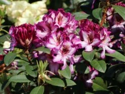 Rhododendron 'Hans Hachmann' ® -Günstiges Erd Seele Geschäft rhododendron hans hachmann m094724 w 3