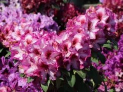 Rhododendron 'Hans Hachmann' ® -Günstiges Erd Seele Geschäft rhododendron hans hachmann m094724 w 7