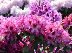 Rhododendron 'Hans Hachmann' ® -Günstiges Erd Seele Geschäft rhododendron hans hachmann m094724 w 8