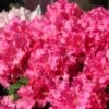 Rhododendron 'Helgoland' -Günstiges Erd Seele Geschäft rhododendron helgoland m003244 h 0