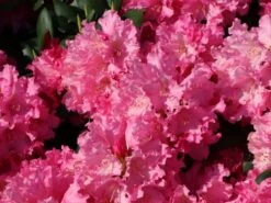 Günstiges Erd Seele Geschäft -Günstiges Erd Seele Geschäft rhododendron helgoland m003244 w 9