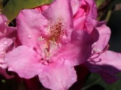 Rhododendron 'Helsinki University' -Günstiges Erd Seele Geschäft rhododendron helsinki university m003714 w 0