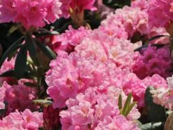 Rhododendron 'Helsinki University' -Günstiges Erd Seele Geschäft rhododendron helsinki university m003714 w 2