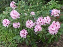 Rhododendron 'Herbstgruß' 19 Rhododendron 'Herbstgruß' -Günstiges Erd Seele Geschäft rhododendron herbstgruss m008928 1098677 0