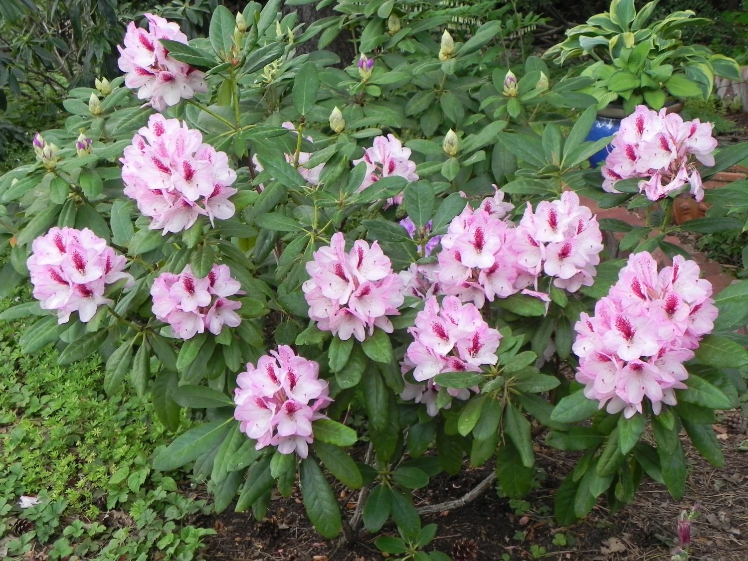 Rhododendron 'Herbstgruß' 11 Rhododendron 'Herbstgruß' – Bild 9