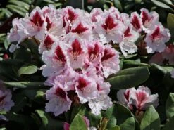 Rhododendron 'Herbstgruß'