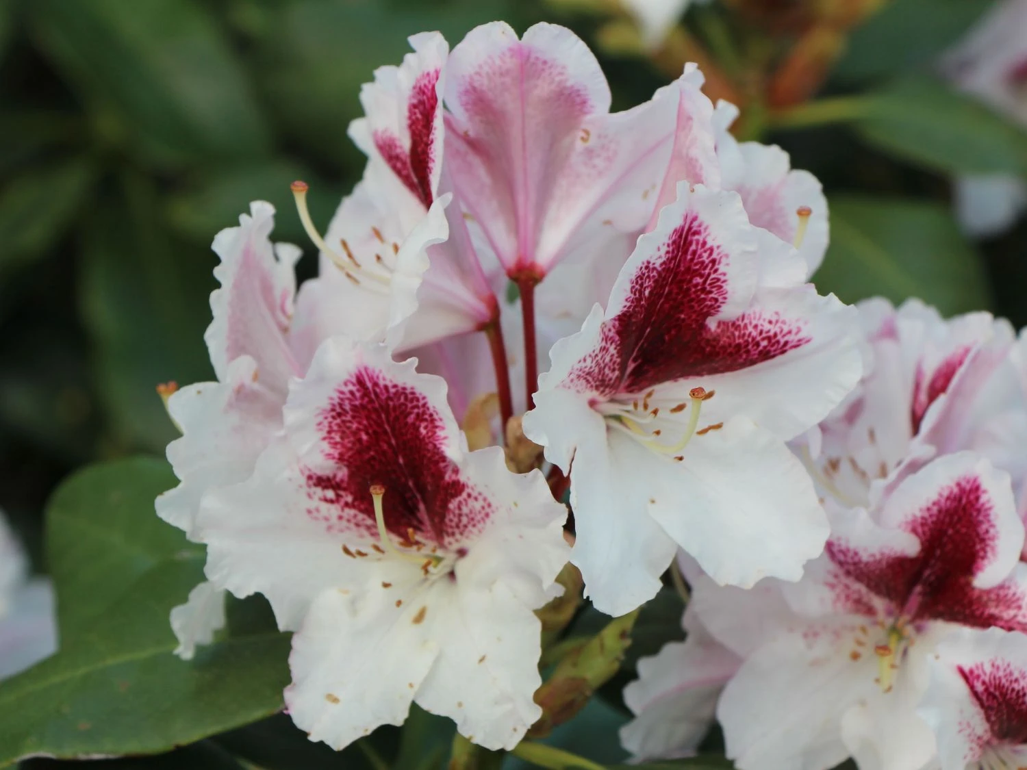 Rhododendron 'Herbstgruß' 7 Rhododendron 'Herbstgruß' – Bild 5