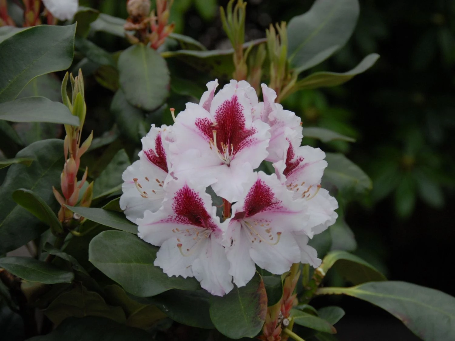Rhododendron 'Herbstgruß' 4 Rhododendron 'Herbstgruß' – Bild 2