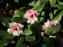 Rhododendron 'Herbstgruß' 17 Rhododendron 'Herbstgruß' -Günstiges Erd Seele Geschäft rhododendron herbstgruss m008928 w 3