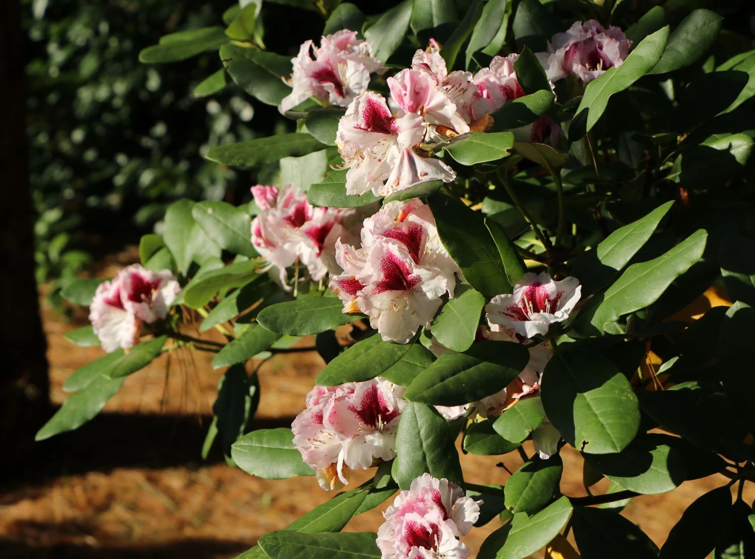 Rhododendron 'Herbstgruß' 10 Rhododendron 'Herbstgruß' – Bild 8