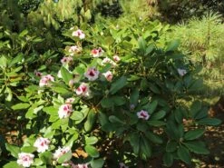 Rhododendron 'Herbstgruß' 16 Rhododendron 'Herbstgruß' -Günstiges Erd Seele Geschäft rhododendron herbstgruss m008928 w 5