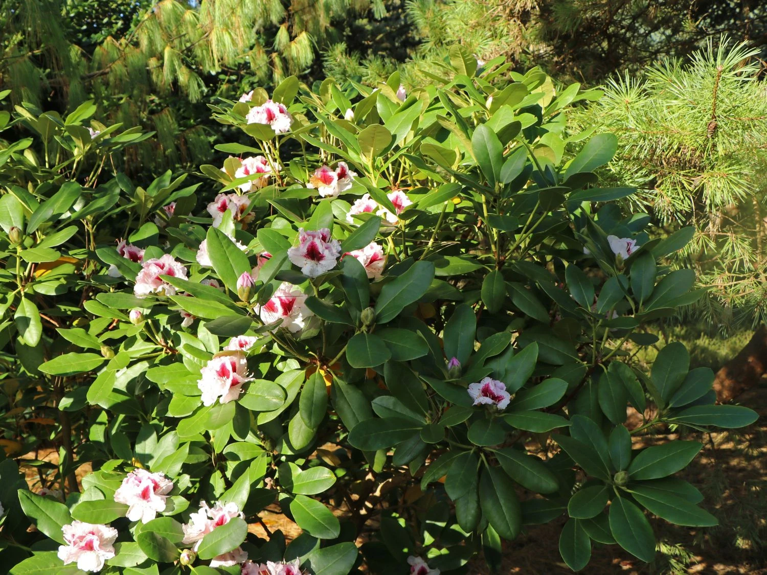 Rhododendron 'Herbstgruß' 8 Rhododendron 'Herbstgruß' – Bild 6