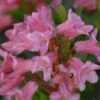 Bewimperte Alpenrose / Steinrose -Günstiges Erd Seele Geschäft rhododendron hirsutum m004300 h 0