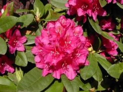 Rhododendron-Hybride 'Dr. H.C. Dresselhuys'