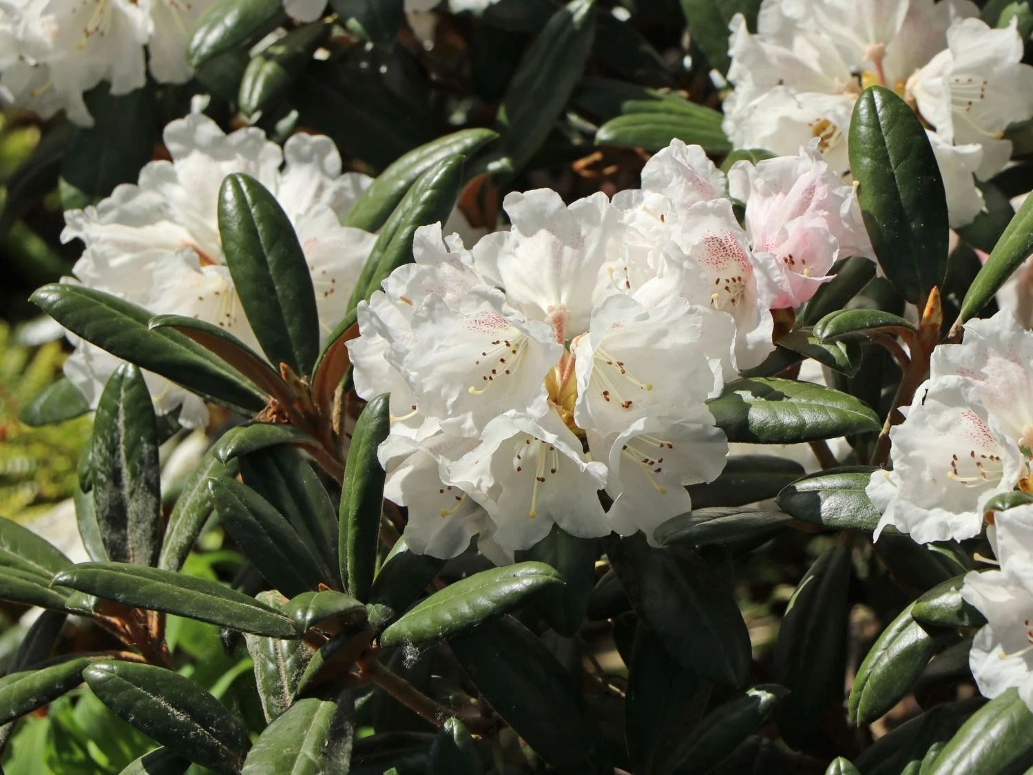 Rhododendron 'Hydon Velvet' 4 Rhododendron 'Hydon Velvet' – Bild 2
