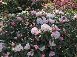 Rhododendron 'Hydon Velvet' 7 Rhododendron 'Hydon Velvet' -Günstiges Erd Seele Geschäft rhododendron hydon velvet m004038 w 1