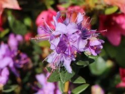 Rhododendron Impeditum -Günstiges Erd Seele Geschäft rhododendron impeditum m002384 w 0