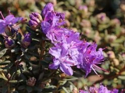 Rhododendron Impeditum -Günstiges Erd Seele Geschäft rhododendron impeditum m002384 w 2
