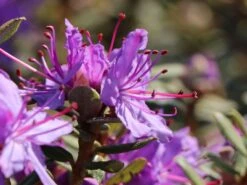 Rhododendron Impeditum -Günstiges Erd Seele Geschäft rhododendron impeditum m002384 w 3