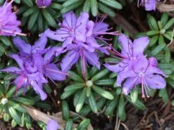 Rhododendron Impeditum -Günstiges Erd Seele Geschäft rhododendron impeditum m002384 w 4