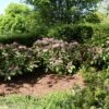 Rhododendron INKARHO ® 'Dufthecke' (Lila) -Günstiges Erd Seele Geschäft rhododendron inkarho dufthecke lila m050126 h 0