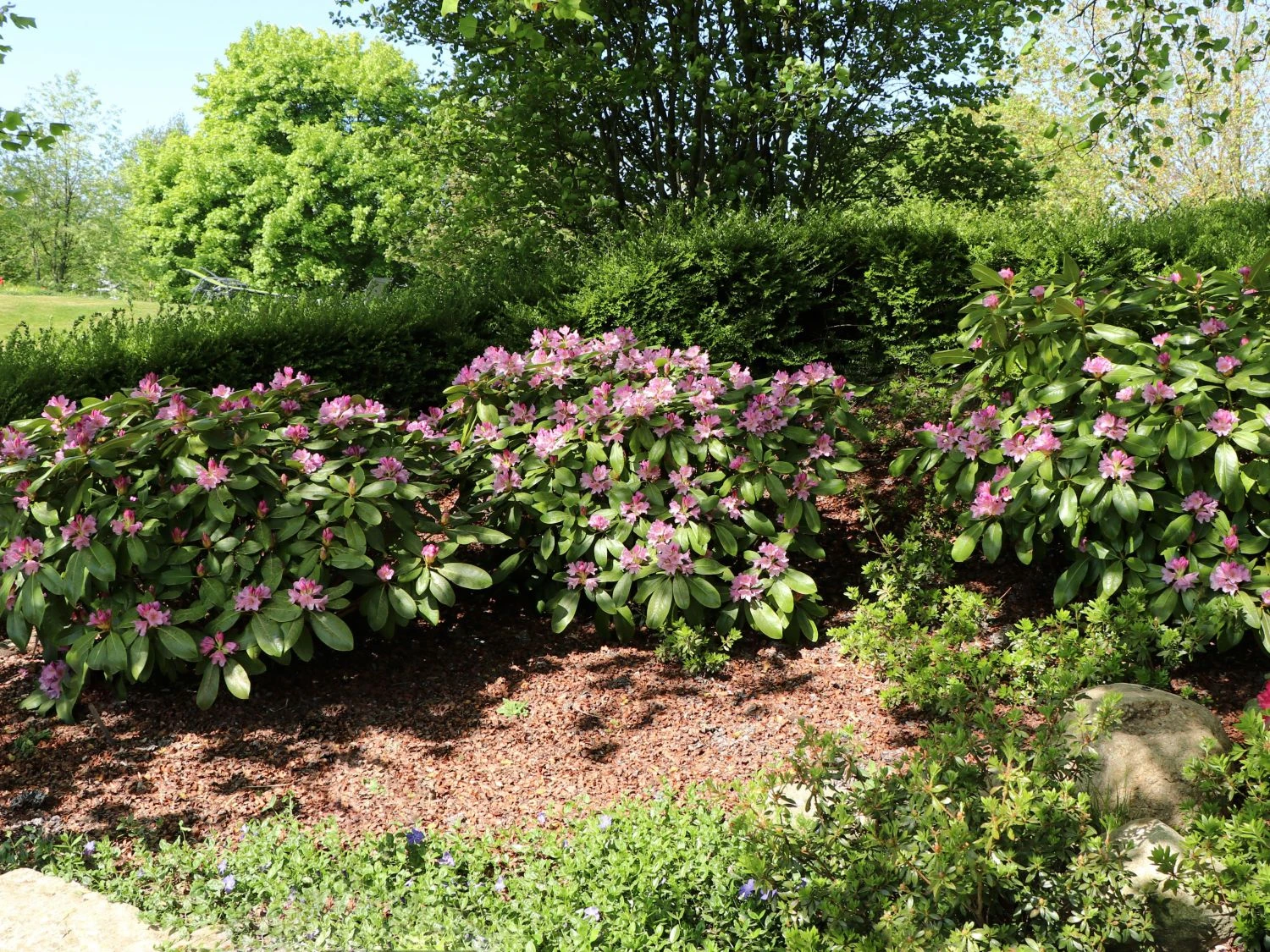 Rhododendron INKARHO ® 'Dufthecke' (Lila) 3 Rhododendron INKARHO ® 'Dufthecke' (Lila)