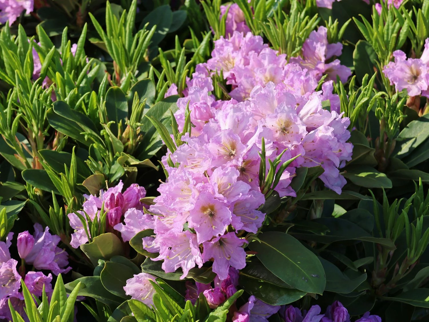 Rhododendron INKARHO ® 'Dufthecke' (Lila) 10 Rhododendron INKARHO ® 'Dufthecke' (Lila) – Bild 8