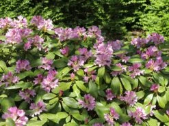 Rhododendron INKARHO ® 'Dufthecke' (Lila) 21 Rhododendron INKARHO ® 'Dufthecke' (Lila) -Günstiges Erd Seele Geschäft rhododendron inkarho dufthecke lila m050126 w 1