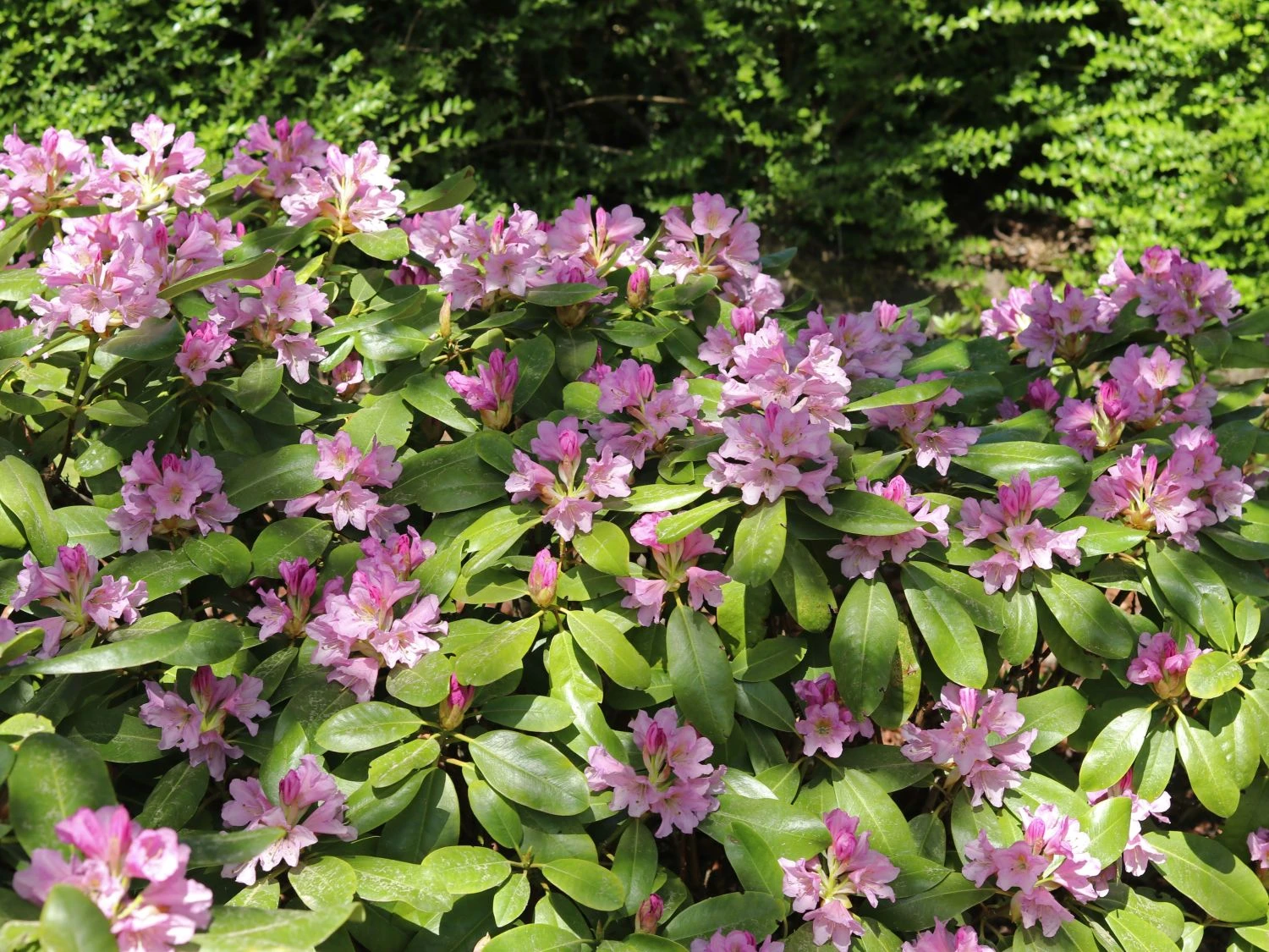 Rhododendron INKARHO ® 'Dufthecke' (Lila) 12 Rhododendron INKARHO ® 'Dufthecke' (Lila) – Bild 10