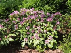 Rhododendron INKARHO ® 'Dufthecke' (Lila) 20 Rhododendron INKARHO ® 'Dufthecke' (Lila) -Günstiges Erd Seele Geschäft rhododendron inkarho dufthecke lila m050126 w 2