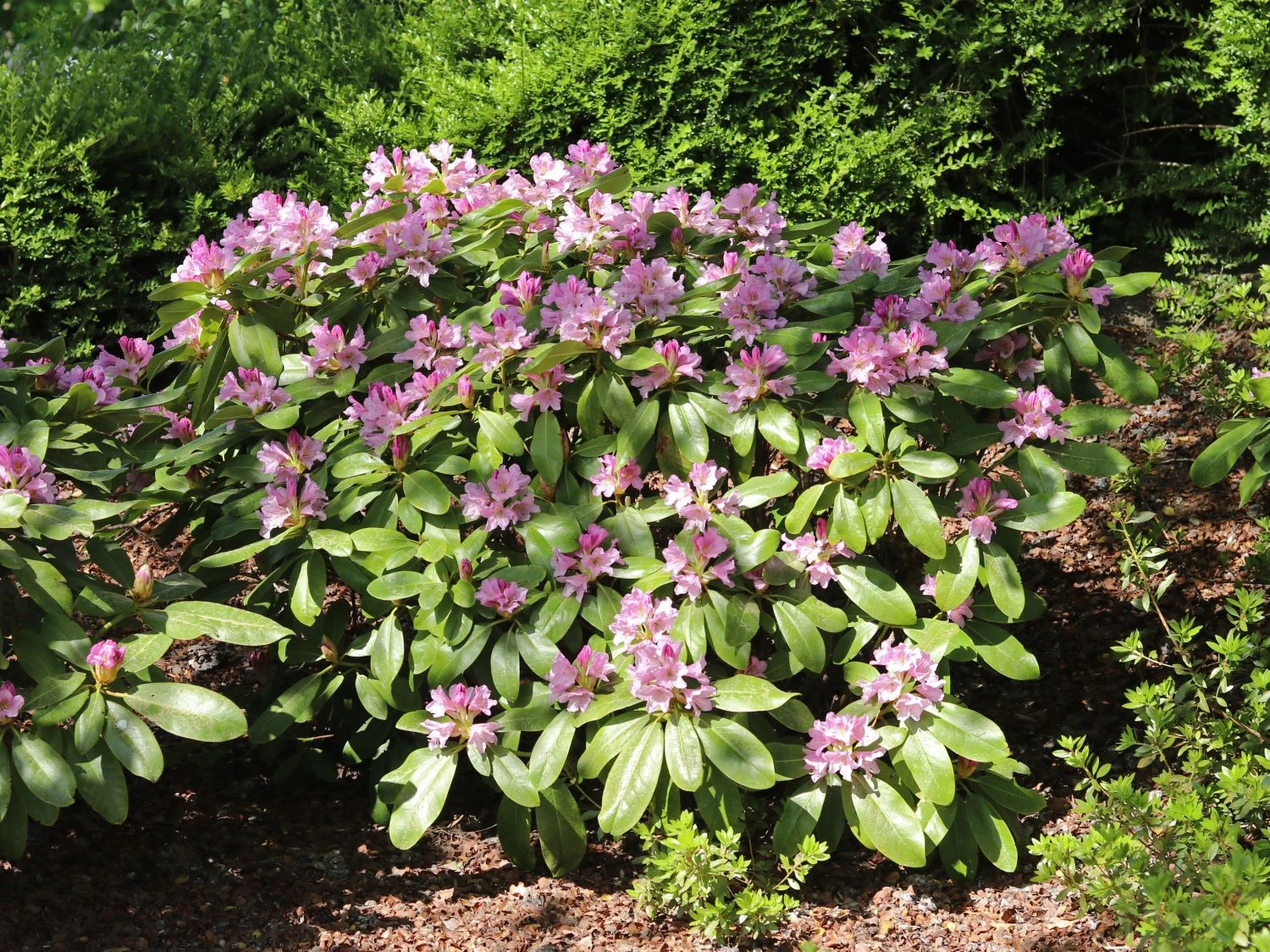 Rhododendron INKARHO ® 'Dufthecke' (Lila) 11 Rhododendron INKARHO ® 'Dufthecke' (Lila) – Bild 9