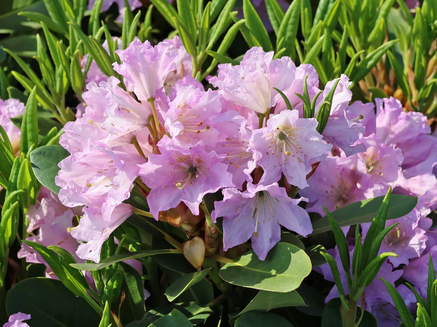 Rhododendron INKARHO ® 'Dufthecke' (Lila) 6 Rhododendron INKARHO ® 'Dufthecke' (Lila) – Bild 4