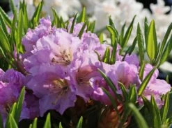 Rhododendron INKARHO ® 'Dufthecke' (Lila) 13 Rhododendron INKARHO ® 'Dufthecke' (Lila) -Günstiges Erd Seele Geschäft rhododendron inkarho dufthecke lila m050126 w 4