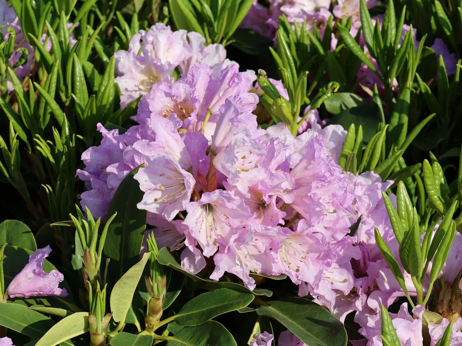 Rhododendron INKARHO ® 'Dufthecke' (Lila) 8 Rhododendron INKARHO ® 'Dufthecke' (Lila) – Bild 6