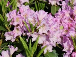 Rhododendron INKARHO ® 'Dufthecke' (Lila) 18 Rhododendron INKARHO ® 'Dufthecke' (Lila) -Günstiges Erd Seele Geschäft rhododendron inkarho dufthecke lila m050126 w 6
