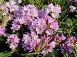 Rhododendron INKARHO ® 'Dufthecke' (Lila) 16 Rhododendron INKARHO ® 'Dufthecke' (Lila) -Günstiges Erd Seele Geschäft rhododendron inkarho dufthecke lila m050126 w 7