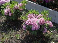 Rhododendron INKARHO ® 'Dufthecke' (Lila) 14 Rhododendron INKARHO ® 'Dufthecke' (Lila) -Günstiges Erd Seele Geschäft rhododendron inkarho dufthecke lila m050126 w 8