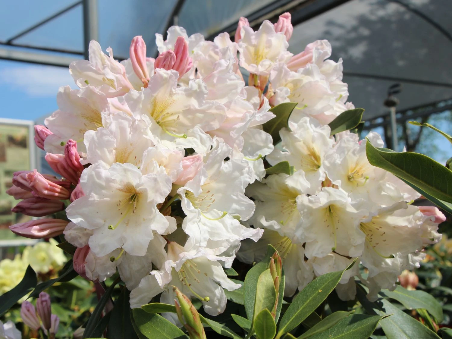 Rhododendron 'INKARHO®-Dufthecke' Weiß 3 Rhododendron 'INKARHO®-Dufthecke' Weiß