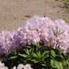 Rhododendron 'INKARHO ® - Dufthecke' Rosa -Günstiges Erd Seele Geschäft rhododendron inkarho dufthecke rosa m121076 h 0