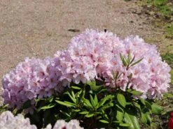 Rhododendron 'INKARHO ® - Dufthecke' Rosa