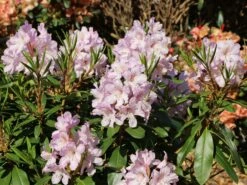 Rhododendron 'INKARHO ® - Dufthecke' Rosa -Günstiges Erd Seele Geschäft rhododendron inkarho dufthecke rosa m121076 w 0