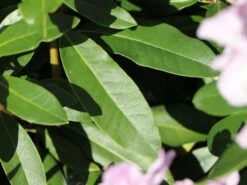 Rhododendron 'INKARHO ® - Dufthecke' Rosa -Günstiges Erd Seele Geschäft rhododendron inkarho dufthecke rosa m121076 w 1