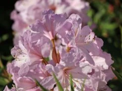 Rhododendron 'INKARHO ® - Dufthecke' Rosa -Günstiges Erd Seele Geschäft rhododendron inkarho dufthecke rosa m121076 w 2