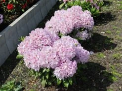 Rhododendron 'INKARHO ® - Dufthecke' Rosa -Günstiges Erd Seele Geschäft rhododendron inkarho dufthecke rosa m121076 w 3