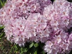 Rhododendron 'INKARHO ® - Dufthecke' Rosa -Günstiges Erd Seele Geschäft rhododendron inkarho dufthecke rosa m121076 w 4